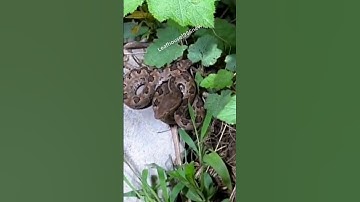 Rắn lục cườm tốc độ rất nhanh | @thegioiran