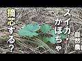 【自然農】「スイカ・かぼちゃ」などの摘芯・整枝について　2026年5月28日【natural farming】
