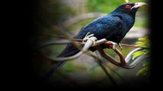 Suara Burung Tuwu Gacor dan Jernih, Kicauan Terbaik