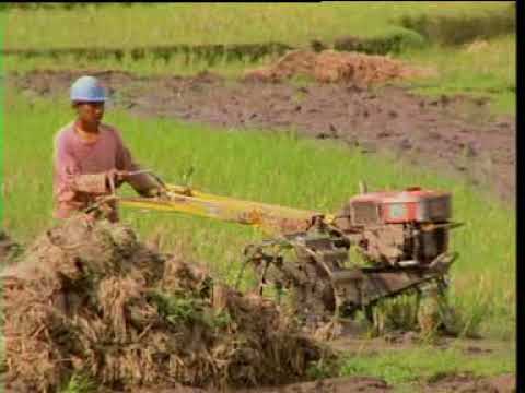 zalmon---sangkak-lapuak