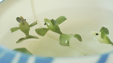 Bài học: Hướng Dẫn Làm Con Cá Từ Bèo Tây - Trường Mầm Non Xuân Mỹ - Nghi Xuân - Hà Tĩnh