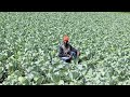I Make Upto 2k In Just 3 Months By Cabbage Farming Cabbage Timing