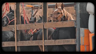 картинка: Ажыке жайлоосу/ Каримов Сулайман атанын ашы (1- бөлүм)