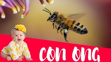 Dạy bé học Con ong | Dạy em bé tập nói tên và hoạt động các con vật