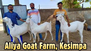 Aliya Goat Farm, Kesimpa, Gujarat Part 2  | Top Quality Sojat Khassi Goats