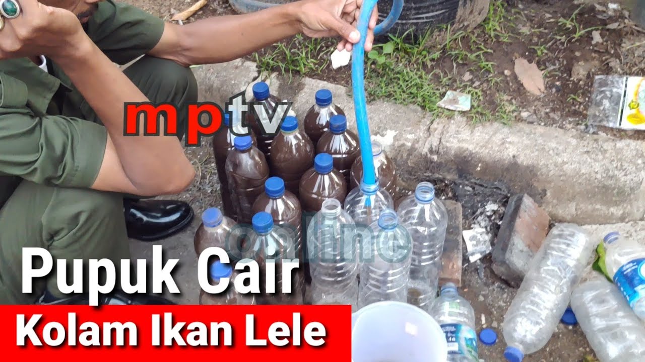  Pupuk  Cair Dari Kolam Ikan  Lele YouTube