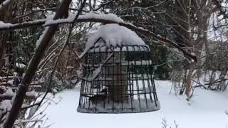 Robin eating fat feeder on snowy day by Pete the Vet 77 views 6 years ago 26 seconds