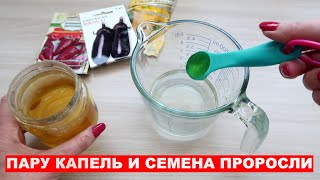 Многие не ЗНАЮТ, если сделать так, то СЕМЕНА прорастут намного БЫСТРЕЕ