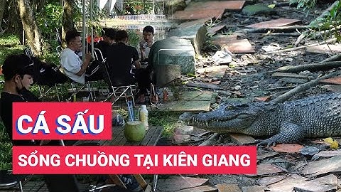 Dùng nhiều cách bắt cá sấu sổng chuồng tại Kiên Giang