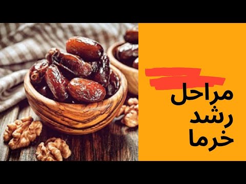 تصویری: خرما از کجا رشد می کند؟