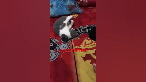 Video 1800281: cat britishshorthair kucing kitten, britishshorthair catlover kitten, britishshorthair cat cute kucing, kitten britishshorthair kitty, kitten kucing british, kittycat kitties