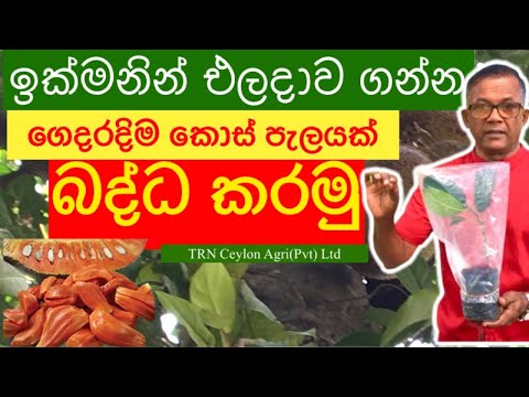 පොඩි ඉඩක කොස් ගහක් වවන්න හොඳම විසදුම | Jack Fruit | Ceylon Agri | Episode 78