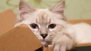 Funny cat 🐾 Neva Masquerade. Siberian cat. Смешная кошка Порода Невская маскарадная Сибирская кошка