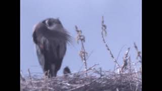 2024 Two Heron Chicks & Adult by Ronald Hunt 18 views 1 month ago 2 minutes, 56 seconds