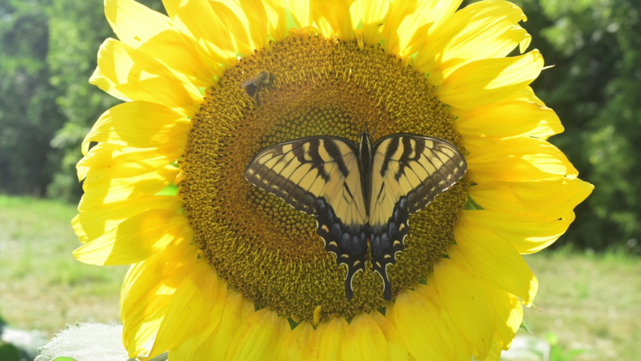 Sunflowers at McKee Beshers Wildlife Management Area YouTube