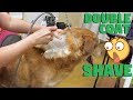 Dog double coated shave no damage to coat PROOF!