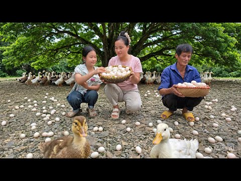 A Day with Dad -Daughter | Harvesting Duck Eggs, Going To The Market To Sell Them | Lý Thị Ca