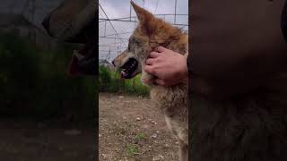 #animals #wolf#борз