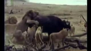 Lions Hunt Buffalo Ø£Ø³ÙˆØ¯ ØªÙØªØ±Ø³ Ø¬Ø§Ù…ÙˆØ³ ÙƒØ¨ÙŠØ± wwwuae sportsnet