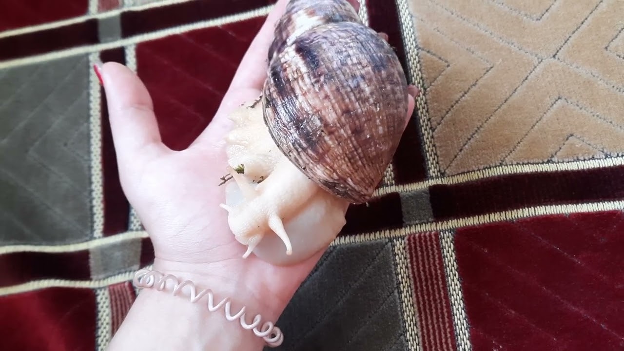 чем кормить виноградную улитку где ей жить как зделать условия? 