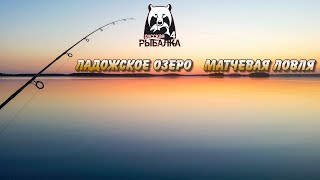 Матчевая ловля. Ладожское озеро. Русская Рыбалка 4