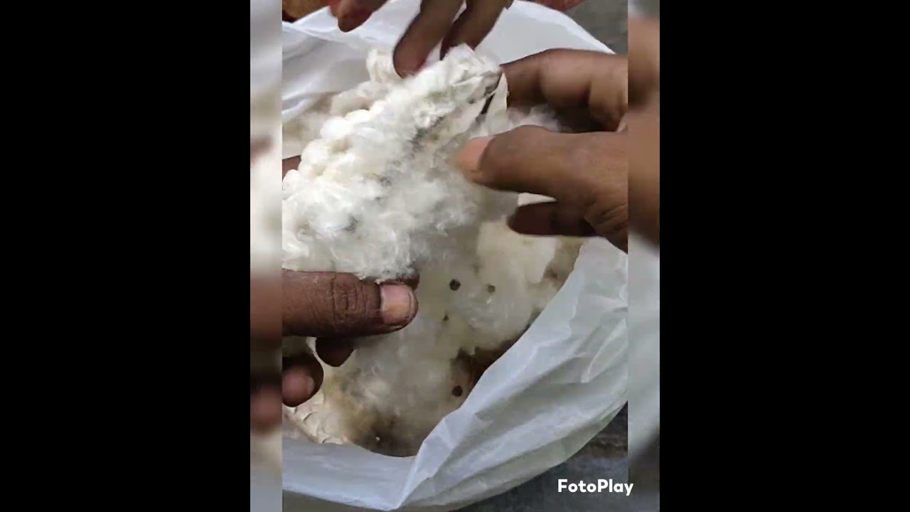 Semal ka Rui || सेमल का रूई || 