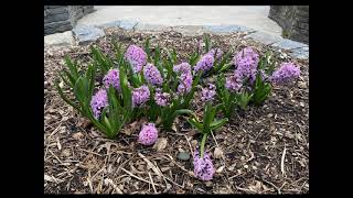 Laurelwood Arboretum, New Jersey, April 14, 2024