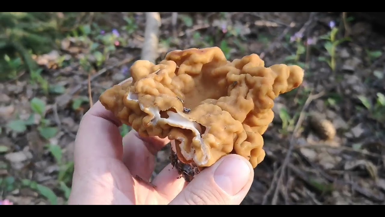 Строчки гигантские 2023. Ходим по одним и тем же местам, а они есть и не мало!