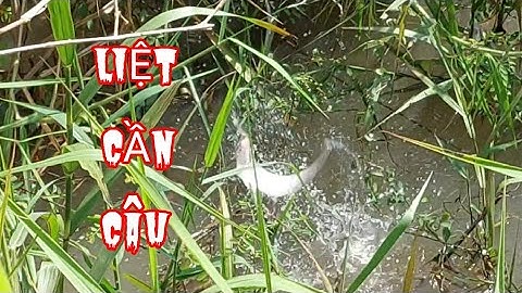 Giật liệt cần câu dính thác lác đã tay