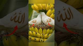 Download Lagu Subhanallah what a beautiful sight to see pigeons | Masallah #islamicvideo #shorts MP3