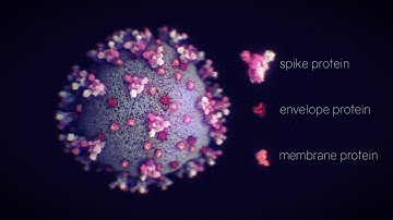 The structure of the coronavirus