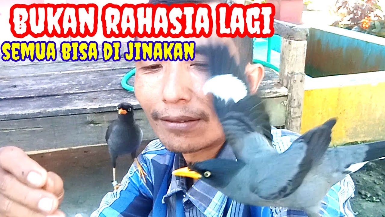 simpelnya jinakin semua burung tua maupun muda