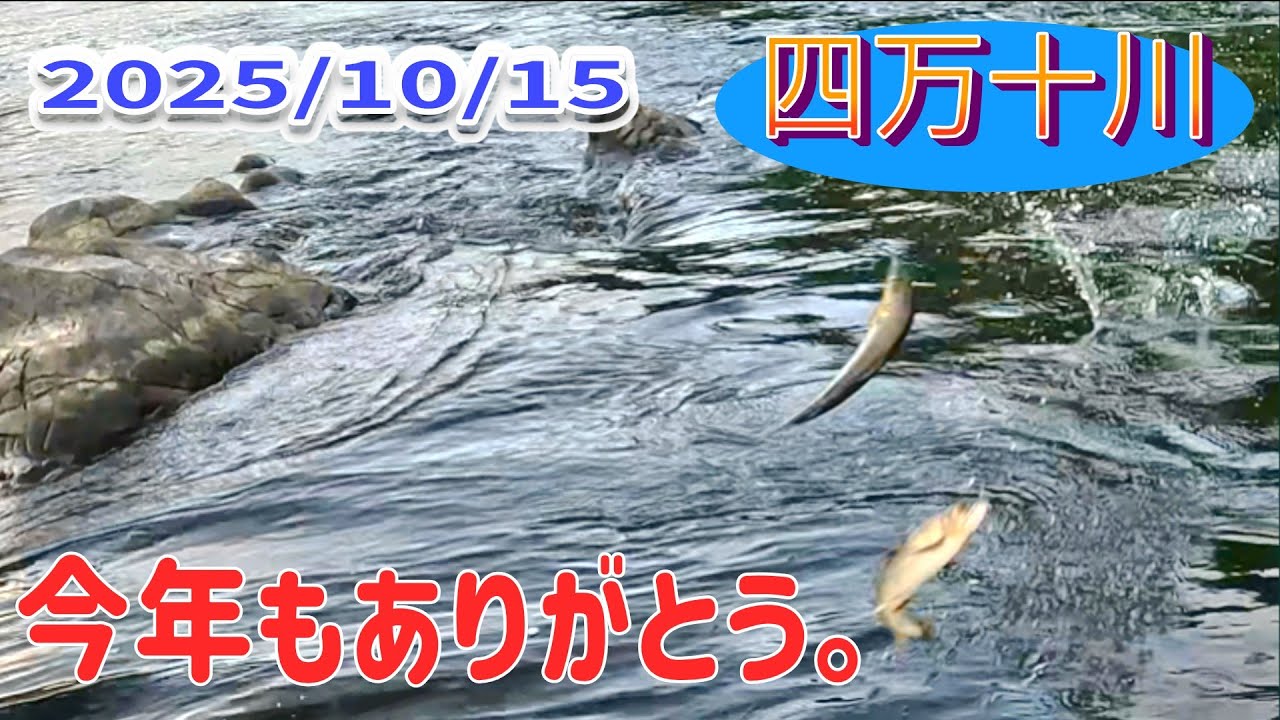 The last day of Ayu fishing on the Shimanto River. Whoever had the