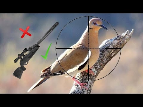 Caza de Palomas con Rifle De Aire || VENTAJAS/DESVENTAJAS