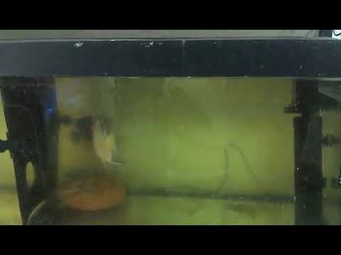 Aquariophile Accouplement Poisson Flower La Reproduction