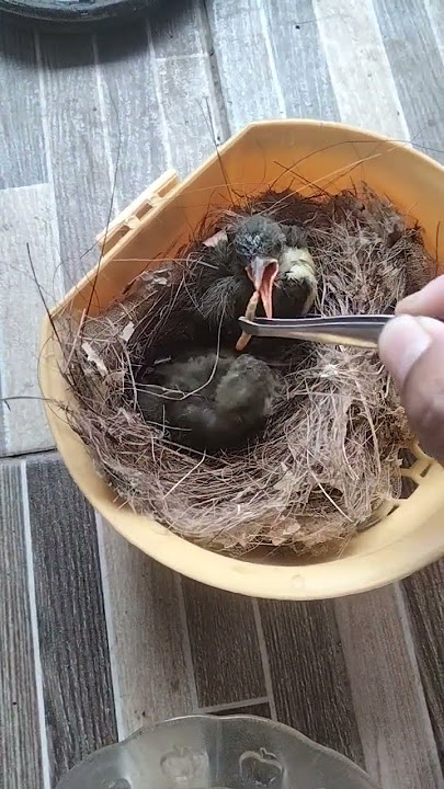 cara meloloh burung pijantung usia sekitar 10 hari