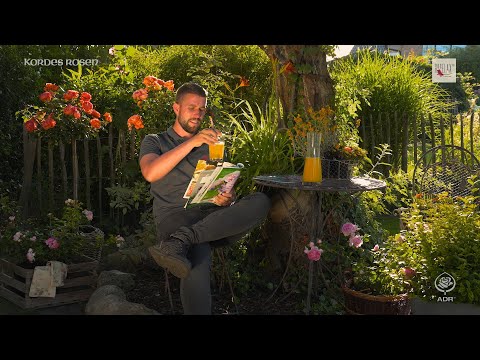 Video: Erfahren Sie mehr über Kordes-Rosenbüsche