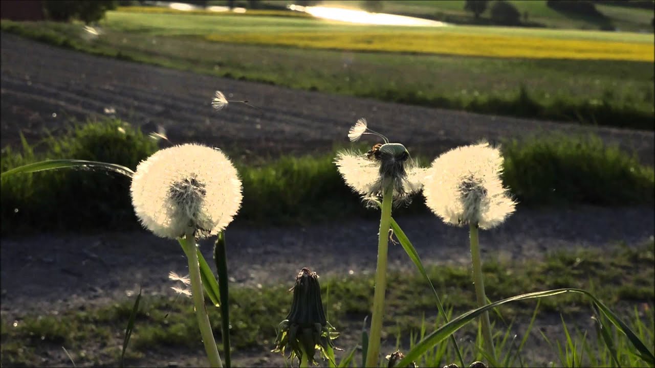 Pede & Moni, Hattich Glück.