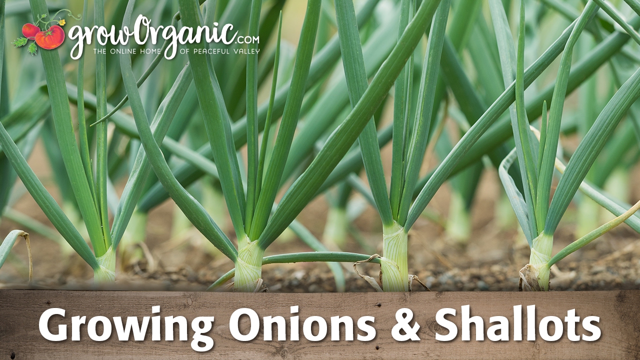 How to Grow Shallots - Organic Gardening Blog