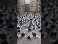 اكبر سطح ارافل بسود بل العراق كلة