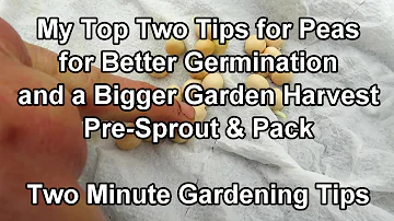 My Tips for Increasing Pea Seed Germination & Production in Containers & Beds: Two Minute TRG Tips