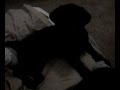8 week old Black Boerboel with hiccups