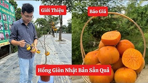 18/10 Giới Thiệu Và Báo Giá Cây Hồng Giòn Nhật Sẵn Quả ☎️0968.750.386 