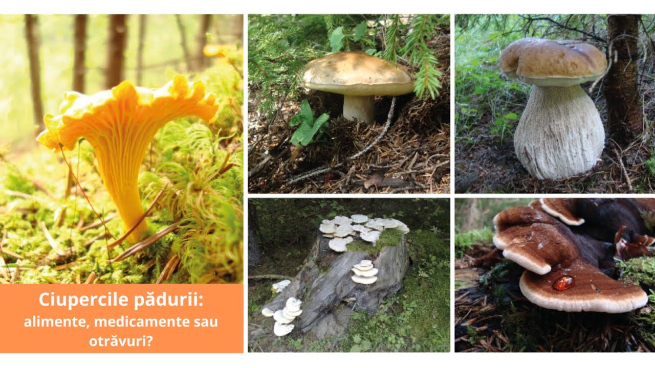 Ciupercile pădurii: alimente, medicamente sau otrăvuri?