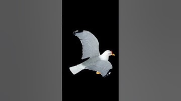 seagull dance meme - Chim lac lu Remix