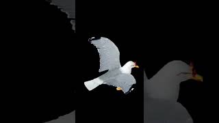 Download Lagu seagull dance meme - Chim lac lu Remix MP3 Download Lagu seagull dance meme - Chim lac lu Remix MP3