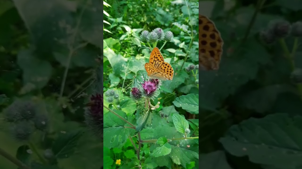 Бабочка машет крыльми. Перламутровка большая.Пафия. Argynnis paphia 