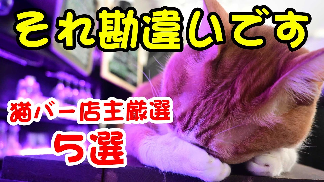 猫雑学【猫】実は多くの人がやってる、猫バー店主が解説「猫への勘違い」5選｜職業かわいい〜GONZOちゃんねる 〜