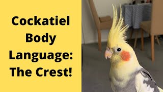 Cockatiel Body Language & Behaviour | The Crest | TheParrotTeacher