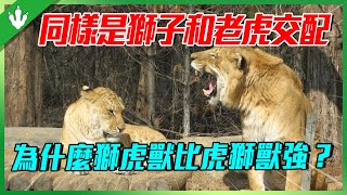 動物界的“混血兒”！同樣是獅子和老虎交配，為什麼獅虎獸會比虎獅獸更強？